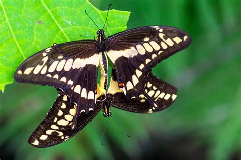 Butterflies Mating Free Stock Photo - Public Domain Pictures