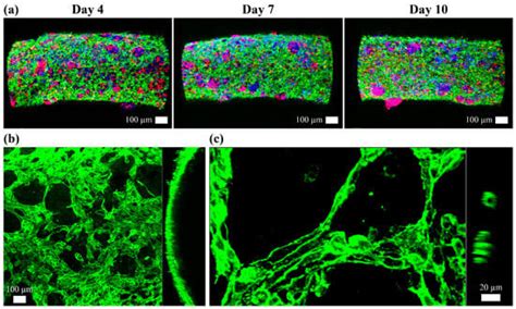 Sacrificing Alginate in Decellularized Extracellular Matrix Scaffolds ...