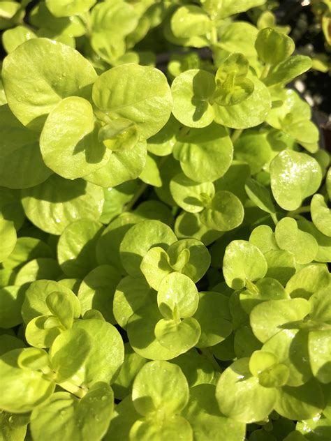 Is Creeping Jenny Easy To Grow at Audrey Cunningham blog