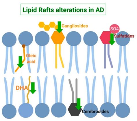 Lipid Raft Images Clipart