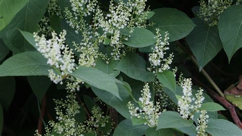 Knotweed Flowers How To Spot Japanese Knotweed In Your Garden | The
