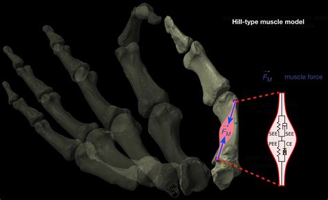 Opposable thumbs evolved 2 million years ago - Scimex