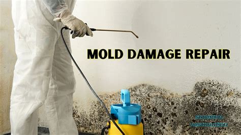 Does Ammonia Kill Mold Effectively? | Superior Restoration