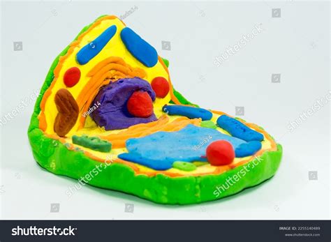 Image result for Animal Cell Model Project