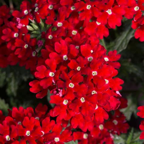 Verbena Enchantment Red (Trailing) | 5 Large Plug Plants