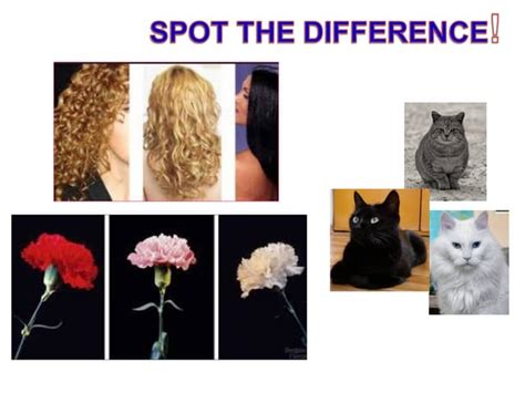 Image result for Incomplete Dominance Examples