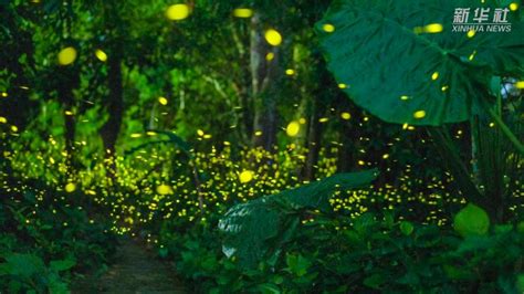 中国科学院西双版纳热带植物园，萤火虫进入观赏期 - 知乎