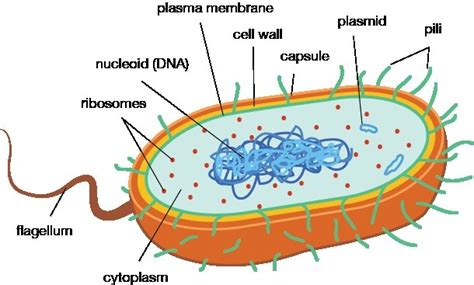 Describe cell envelope of prokaryotic cells. - Brainly.in