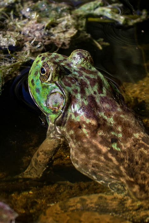 Image result for Reproduction Stock Images