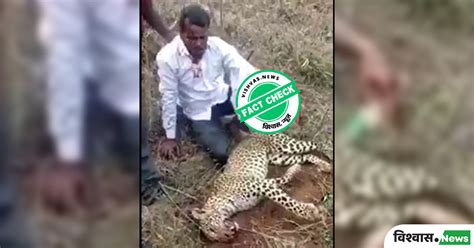 Fact Check: An old video of the killing of a leopard in Karnataka is ...