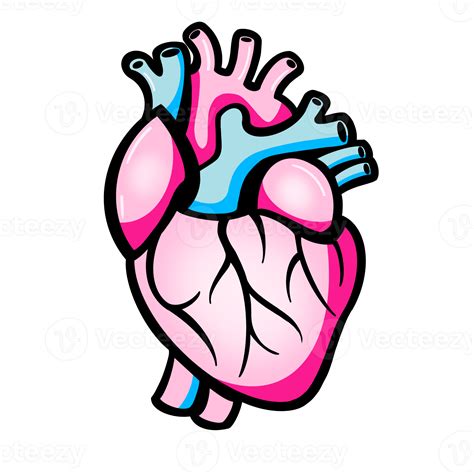 The Human heart 13361128 PNG