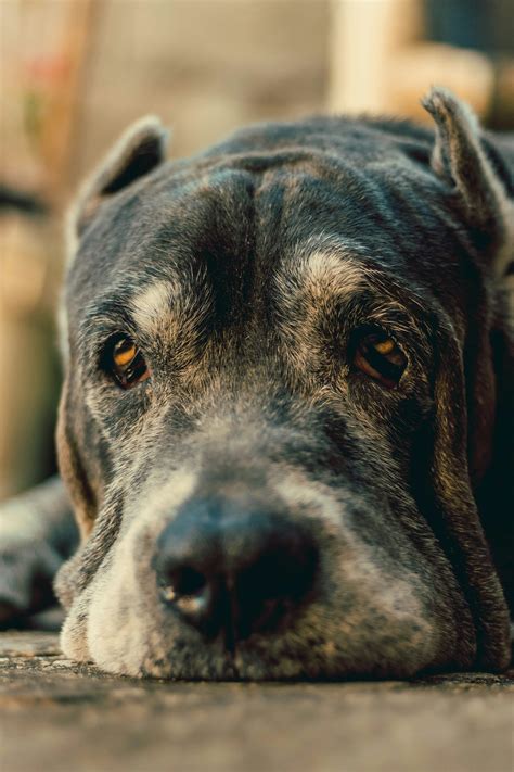 How Long Do Cane Corsos Live || Cane Corso Lifespan