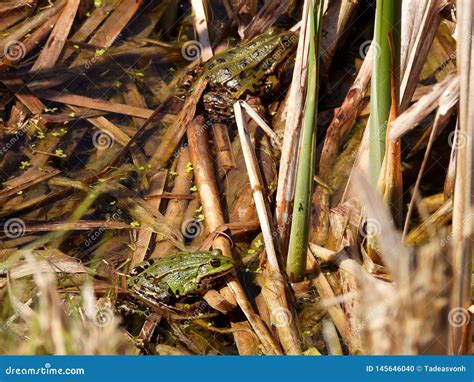 Two Frogs between the Reeds Stock Photo - Image of ended, april: 145646040