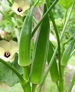 Rashmi Hybrid Lady Finger/Bhindi Seeds for Home and kitchen gardening ...