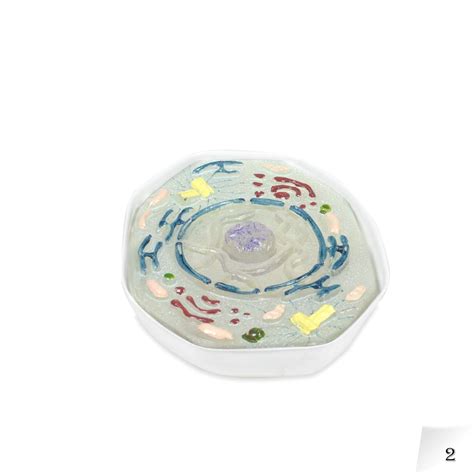 Buy Vision Scientific VAA510 Animal Mitosis 3D Model | 9 Stage Mitosis ...