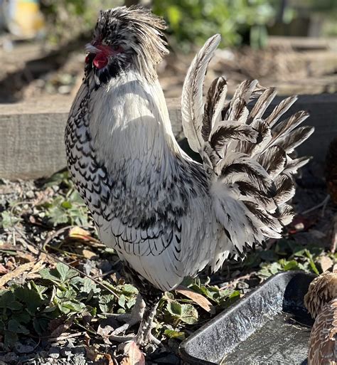 Silver Laced Polish Chickens