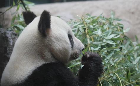 首只在韩降生大熊猫宝宝取名为“福宝”，近照曝光_凤凰网