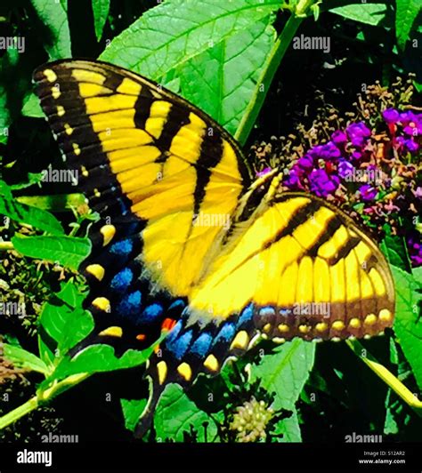 Female eastern tiger swallowtail butterfly hi-res stock photography and ...