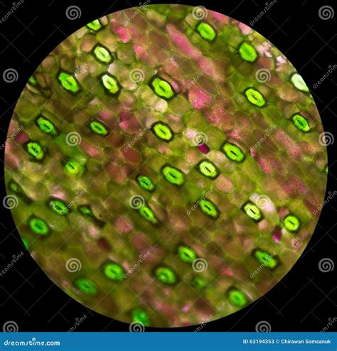 Green Plant Cells Under Microscope Stock Image - Image of microbiology ...