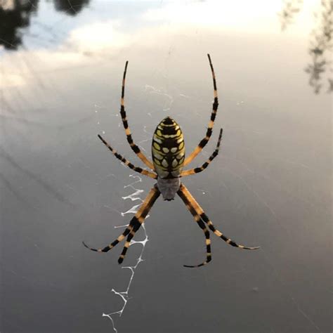 Yellow Garden Spiders – A Zipper in Her Web | Our Mississippi Home