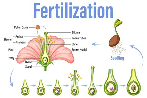 Image result for Process of Fertilization Diagram