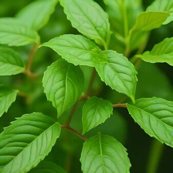 Top 3 Medicinal Herbs To Grow In Your Garden | Herzindagi