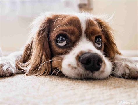 Image result for Dog Face Tutorial