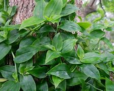 Image result for Growing Wandering Jew Plants