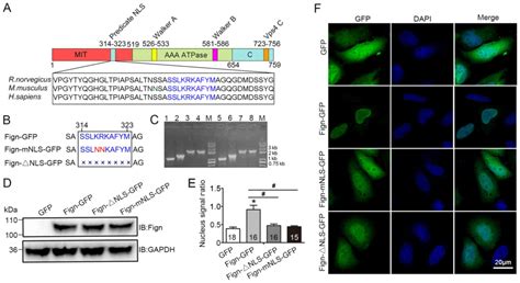 Nls Nuclear Localization Signal