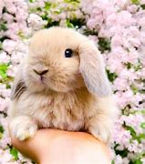 Image result for Spring Flowers Chicks Bunnies