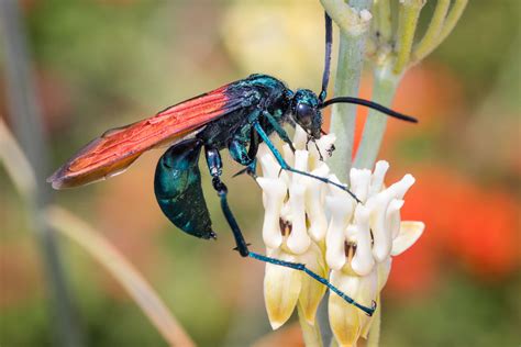 Tarantula Hawk Size