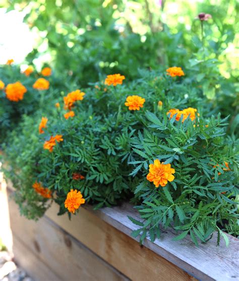 How To Grow Marigolds: Easy Steps For Stunning Blooms