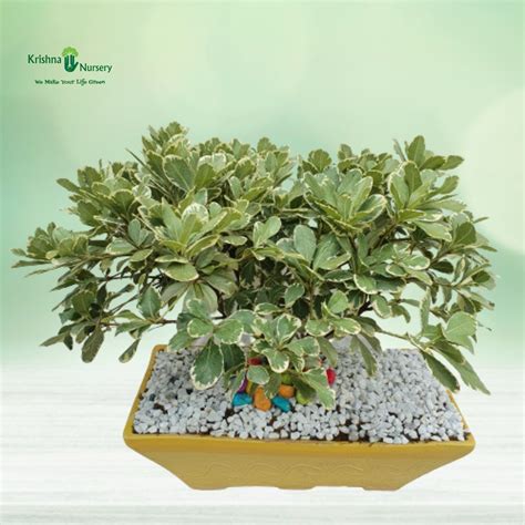 Silver Ficus Bonsai