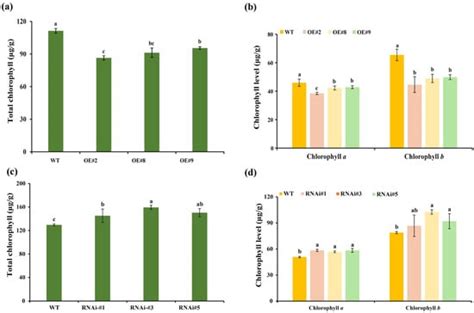 Agronomy | Special Issue : Mechanism of Flower Growth in Ornamental ...