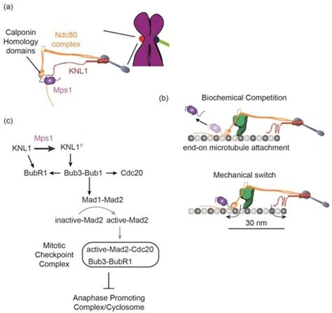 Biology | Special Issue : Mechanisms of Mitotic Chromosome Segregation