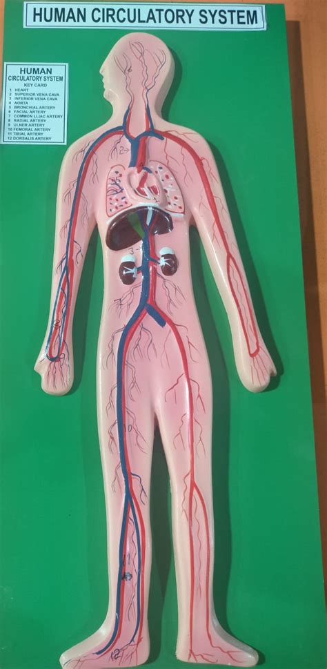 Circulatory System Working Model 的图像结果