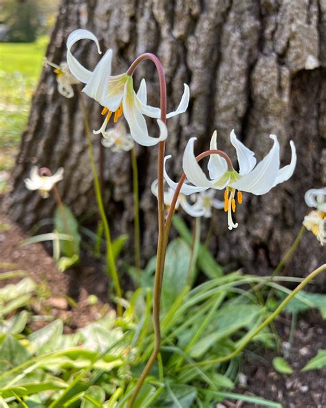 GPOD on the Road: Abkhazi Garden - Fine Gardening