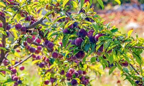 Central Texas Native Trees Of Fruit The Best Trees For Central Texas