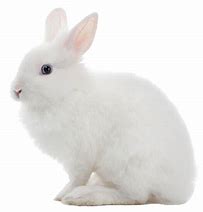 Image result for Buck Rabbit Without Background