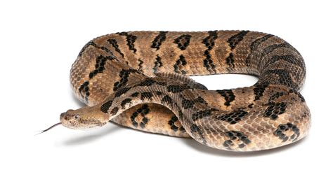Your guide to the six venomous snakes in the Carolinas | wcnc.com