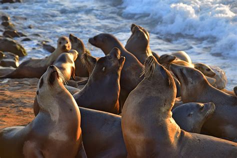 California beachgoers face an unexpected peril: Aggressive, biting sea ...