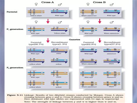 Image result for Learnohub Class 12 Principles of Inheritance