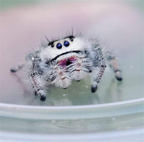 Regal jumping spider the complete guide – Artofit