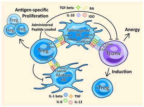 Treg Enhancing Therapies to Treat Autoimmune Diseases