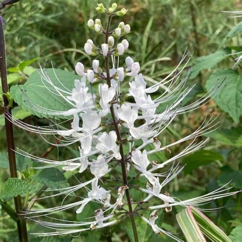 Cat Whiskers Plant Care: How To Grow Orthosiphon Aristatus Tips