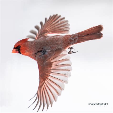 The Cardinal: IL State Bird on Behance