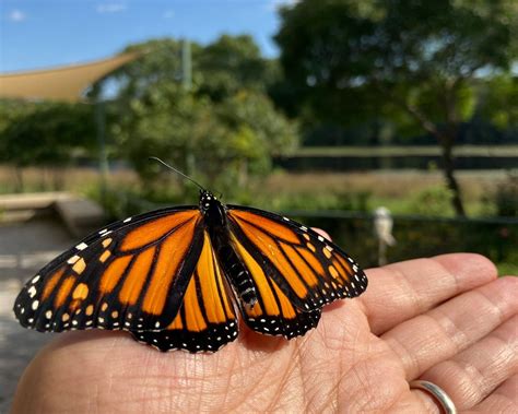Big Monarch Butterfly