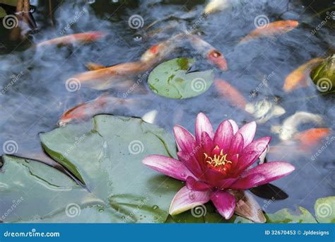 Water Lily Flower Blooming in Koi Pond Stock Image - Image of floral ...