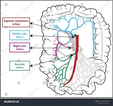 Mesenteric Artery Anatomy Abdominal Aorta Colon Stock Vector (Royalty ...