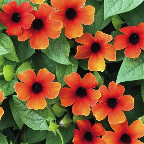 Buy Blackeyed Susan Red Rare All Time flowering Plant - Bees planthub ...